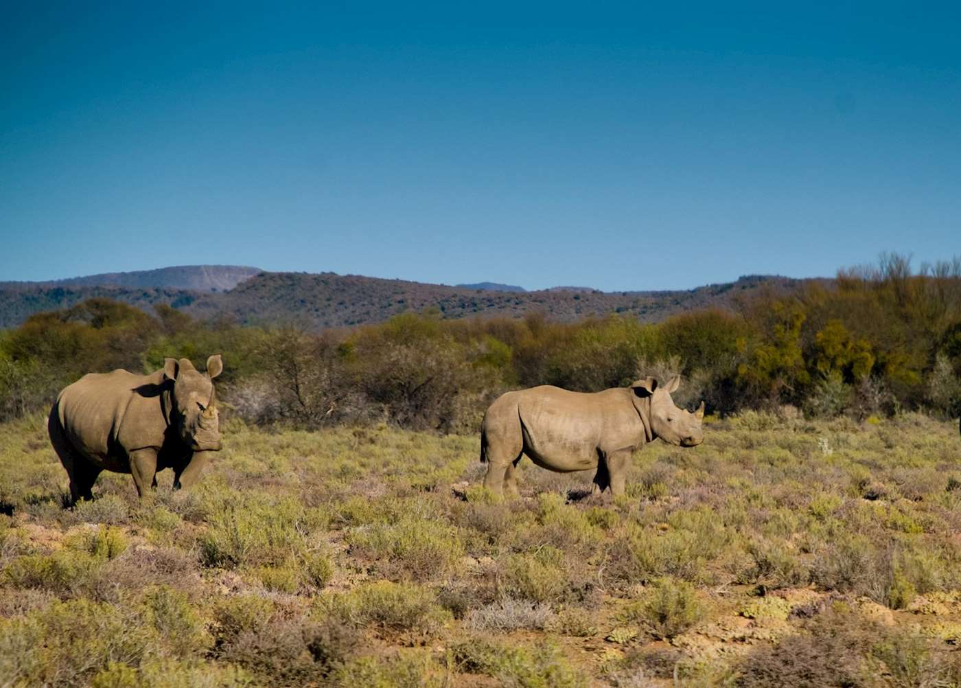 sanbona day trip