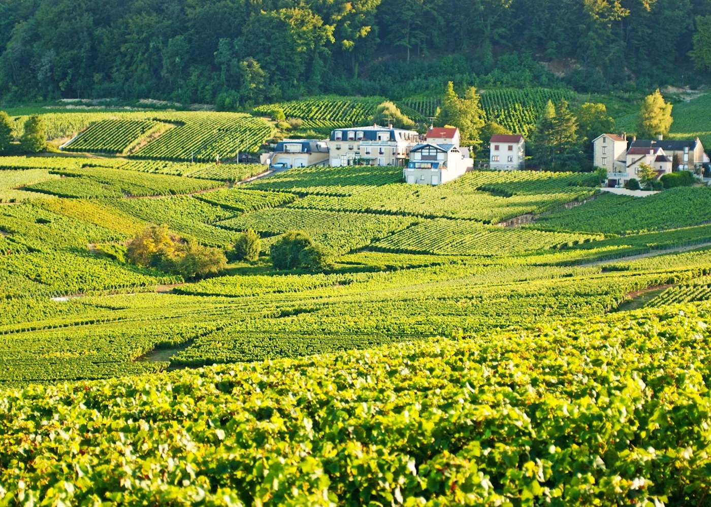 guided tours of champagne region france