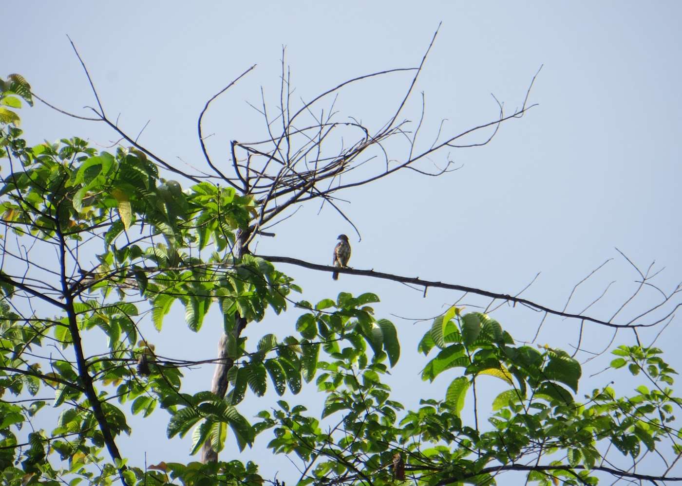 Visit Deramakot Forest Reserve, Borneo | Audley Travel UK