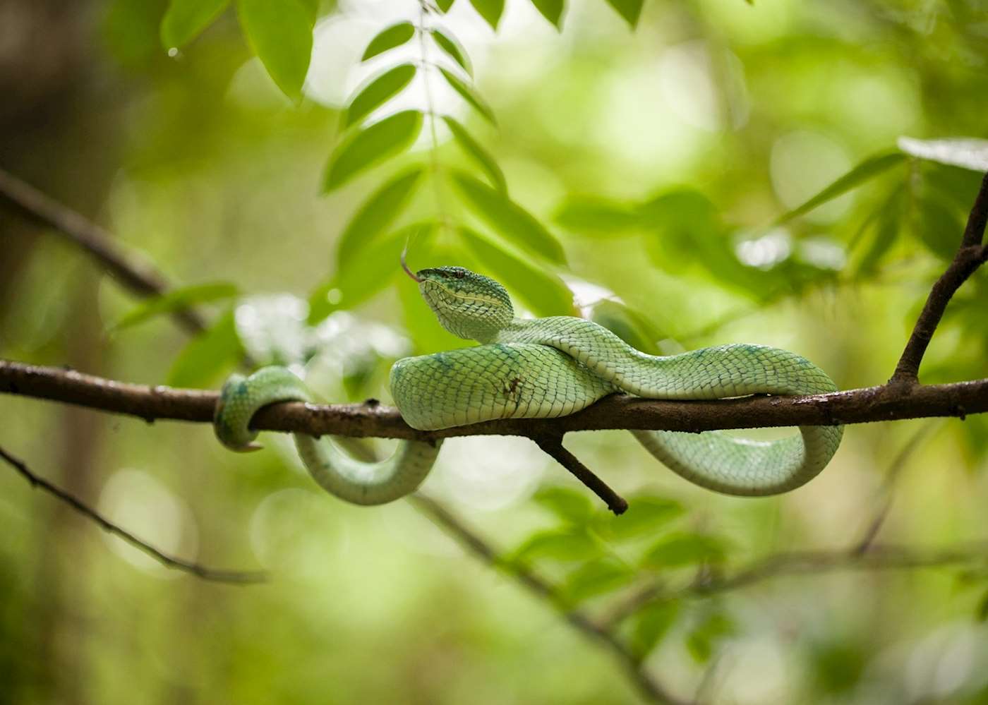 Borneo Rainforest Lodge | Hotels in Danum Valley | Audley Travel UK