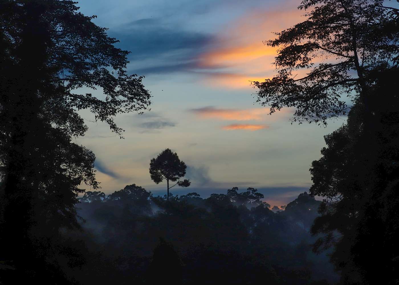 Visit Deramakot Forest Reserve, Borneo | Audley Travel UK