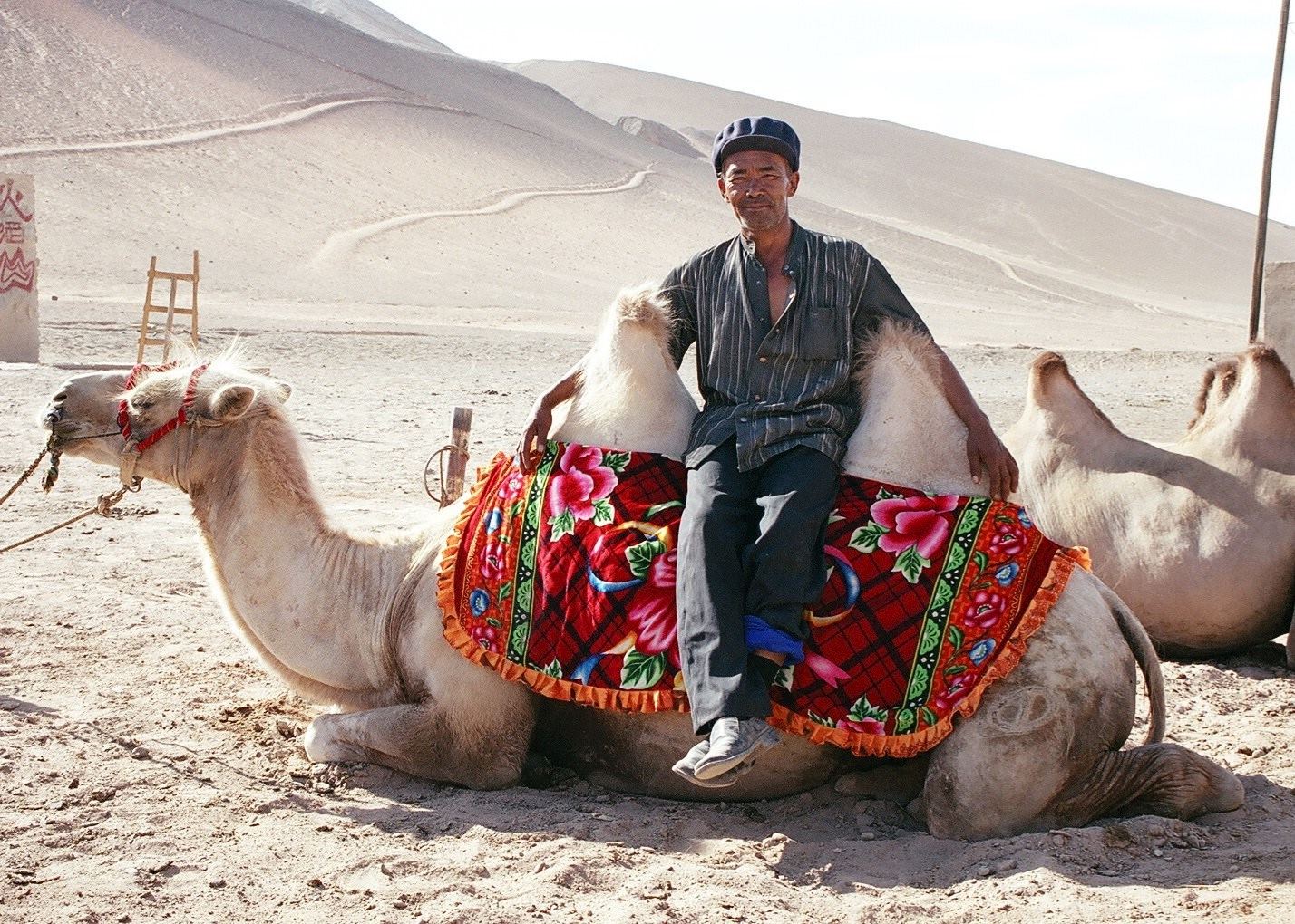 Camel Owner, Dunhuang Camel Owner, Dunhuang