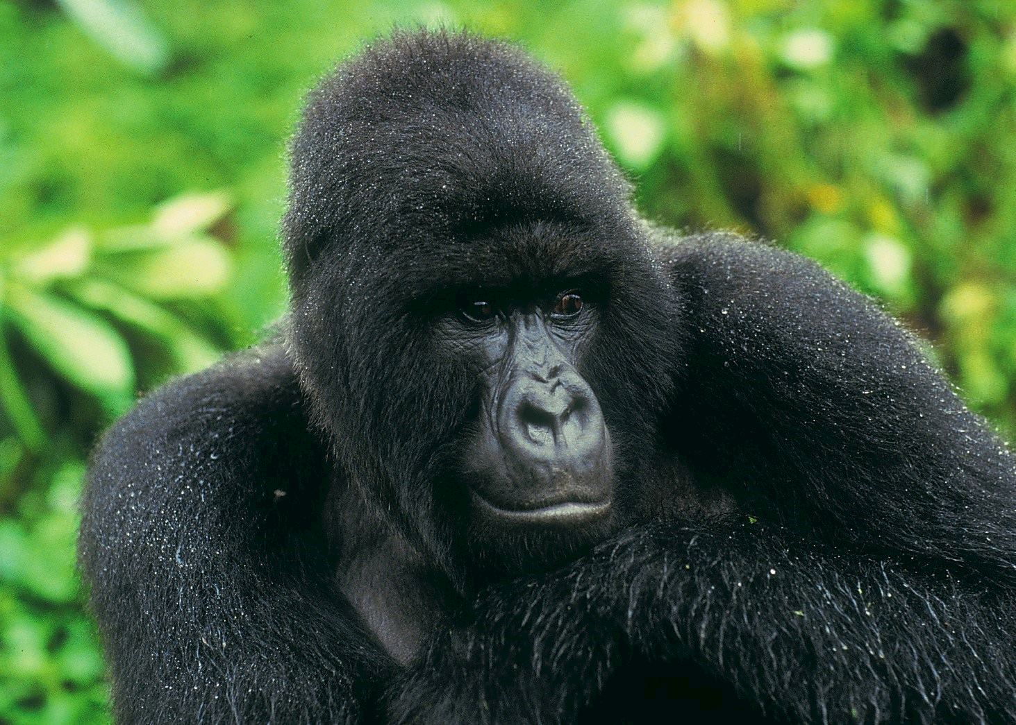 african silverback gorilla