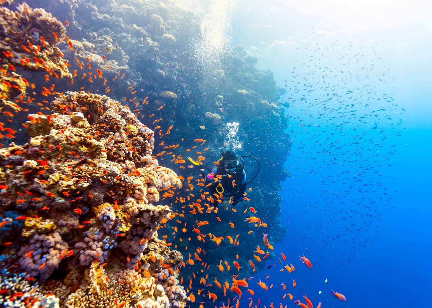 Visit The Red Sea on a trip to Egypt | Audley Travel UK