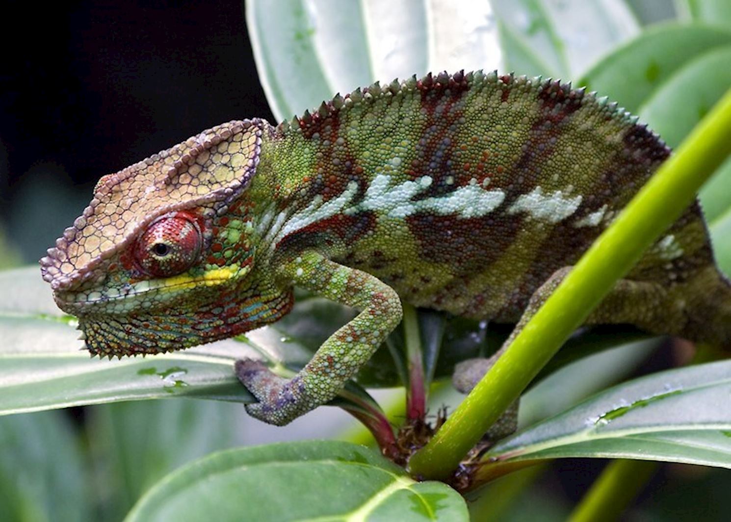 Visit Masoala National Park, Madagascar | Audley Travel UK