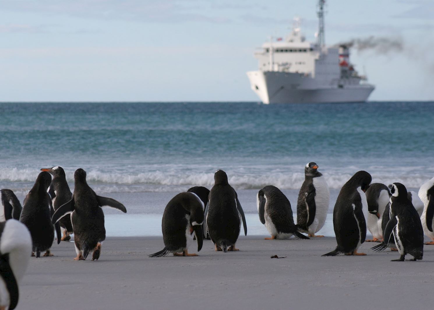 Visit Saunders Island, The Falkland Islands Audley Travel UK