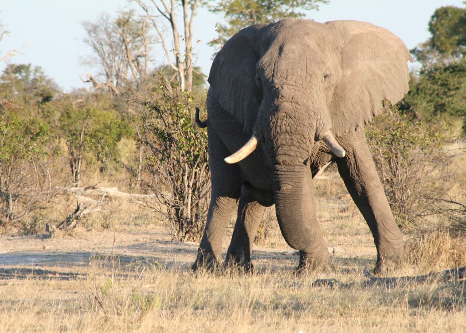 Visit Chitabe Concession, Botswana | Tailor-Made Trips | Audley Travel UK