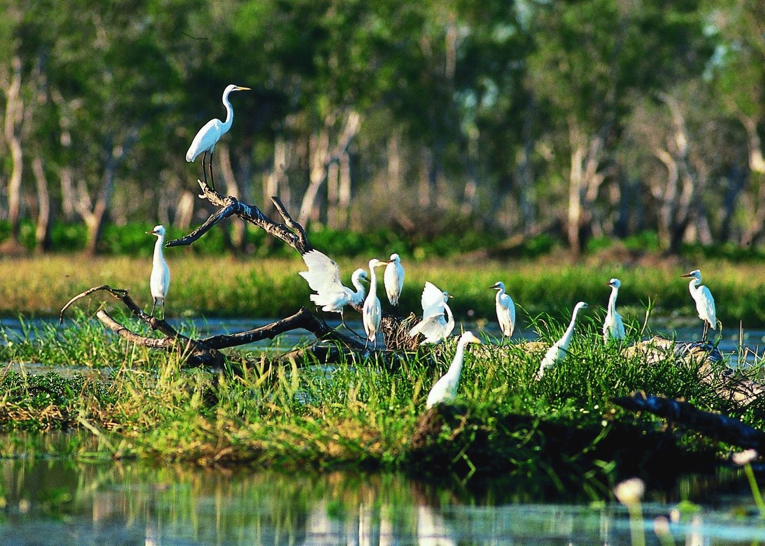 Egrets, Yellow Water Billabong, Kakadu National Park Egrets, Yellow Water Billabong, Kakadu National Park