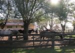 Estancia El Ombu, Argentina