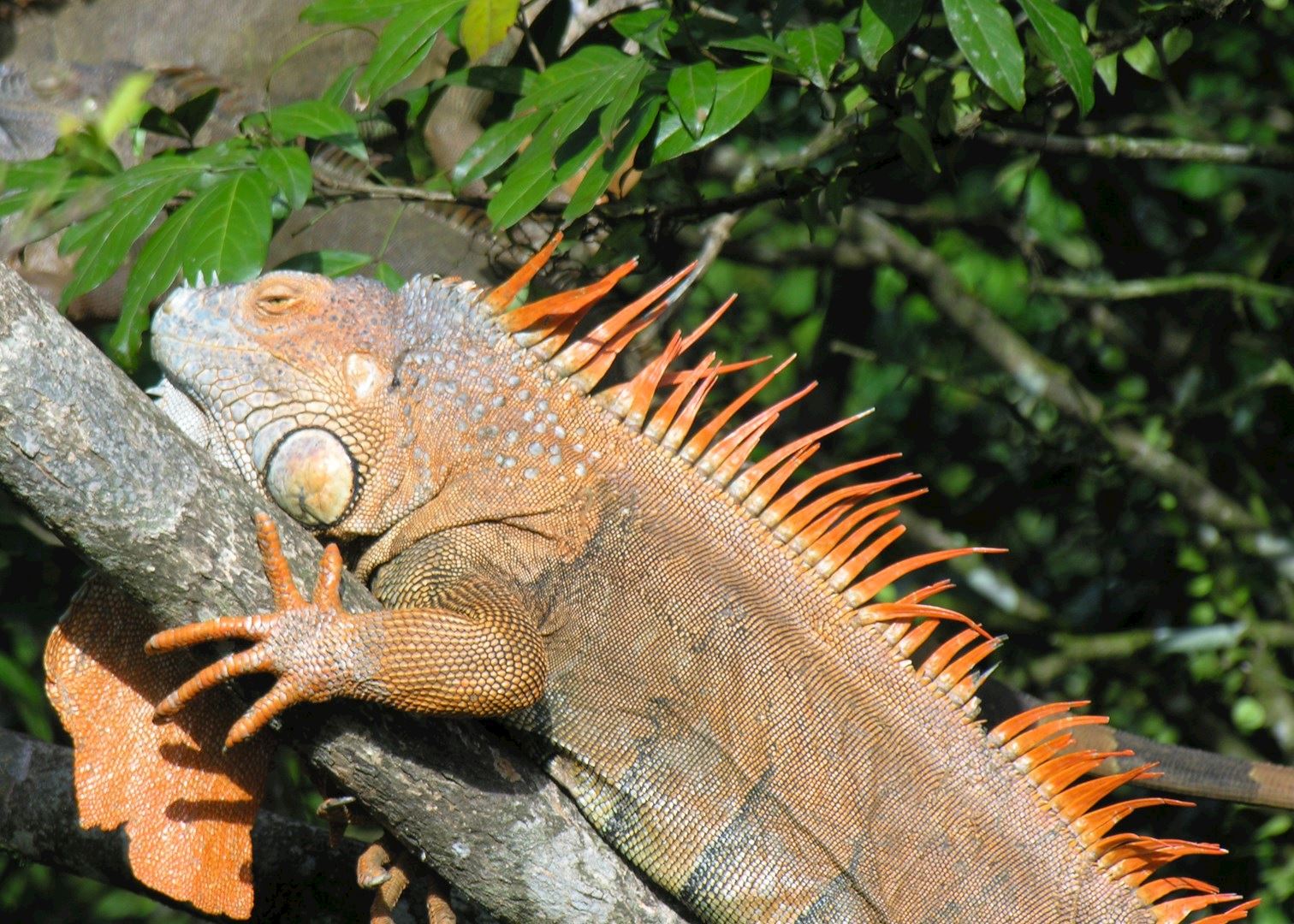 iguana papua