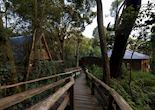 Munazi Lodge, Walkway, Nyungwe Forest National Park, Rwanda