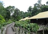 Walkway to chalets, Borneo Rainforest Lodge, Danum Valley