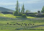 Bison grazing at Sundance Guest Ranch