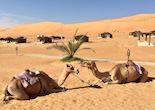 Thousand Nights Camp