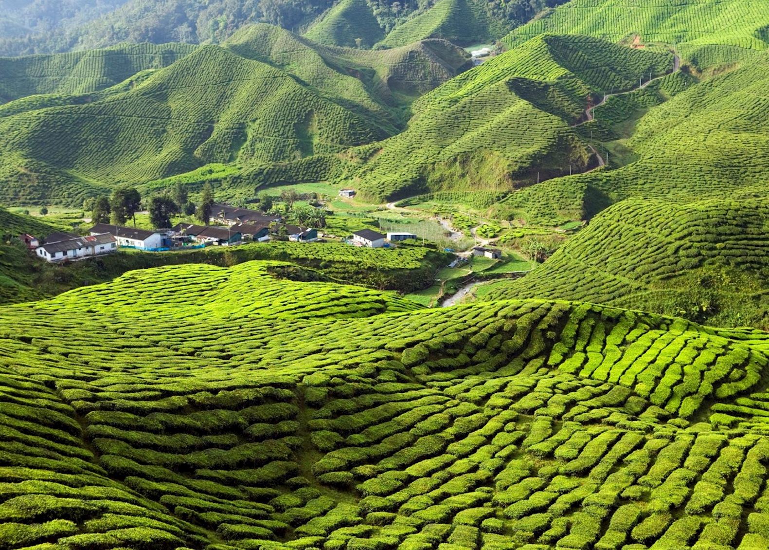 Cameron highland