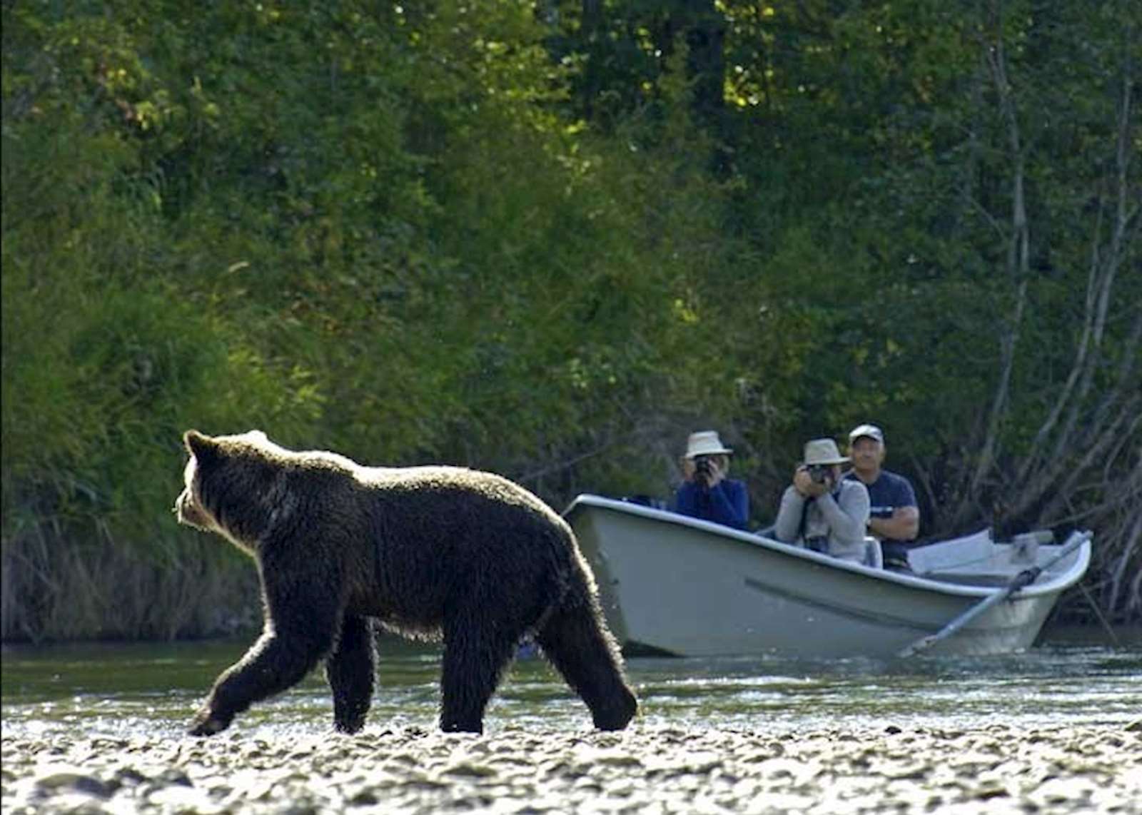 bear watching tours