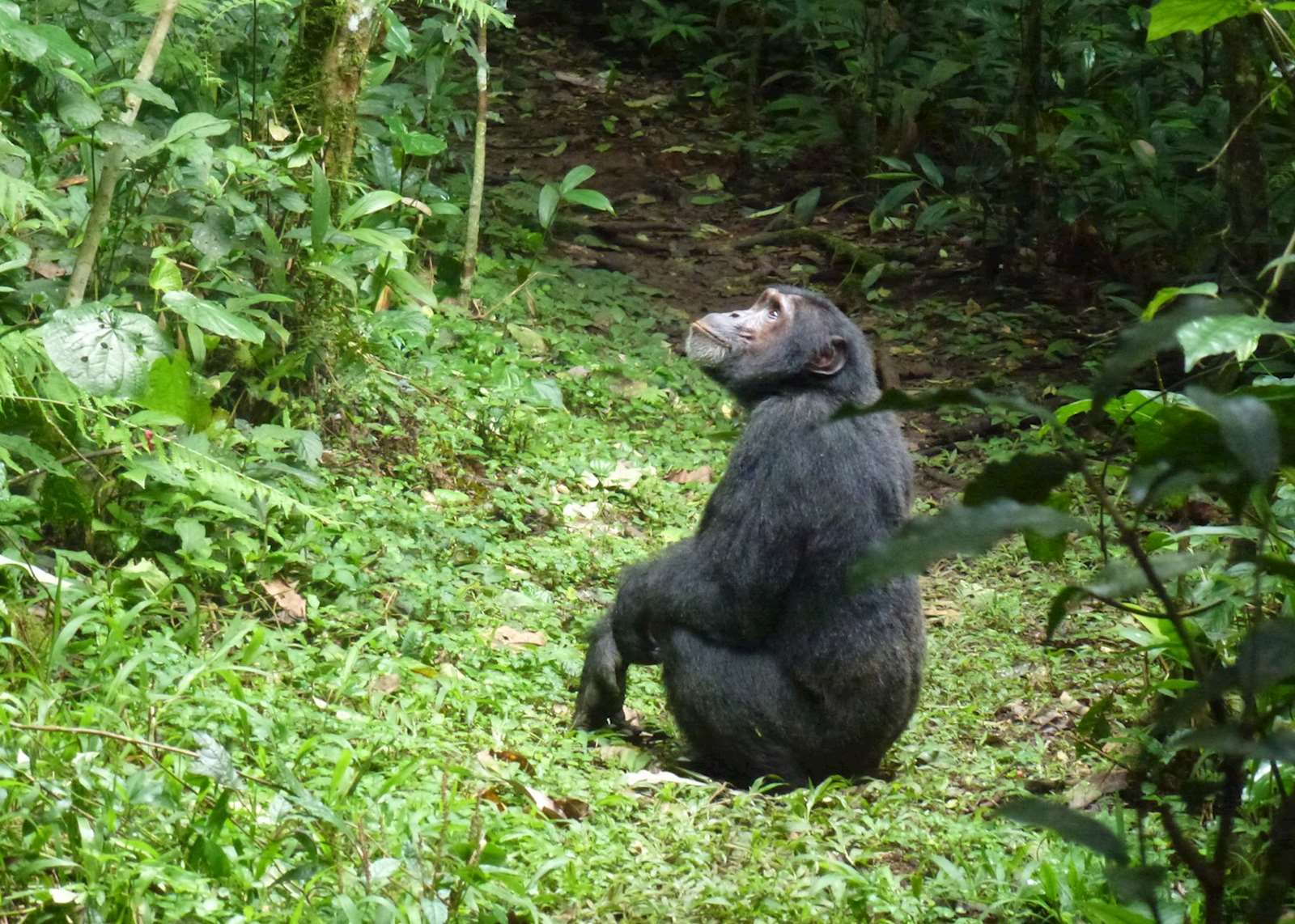 Ultimate Primate Experience itinerary | Audley Travel UK