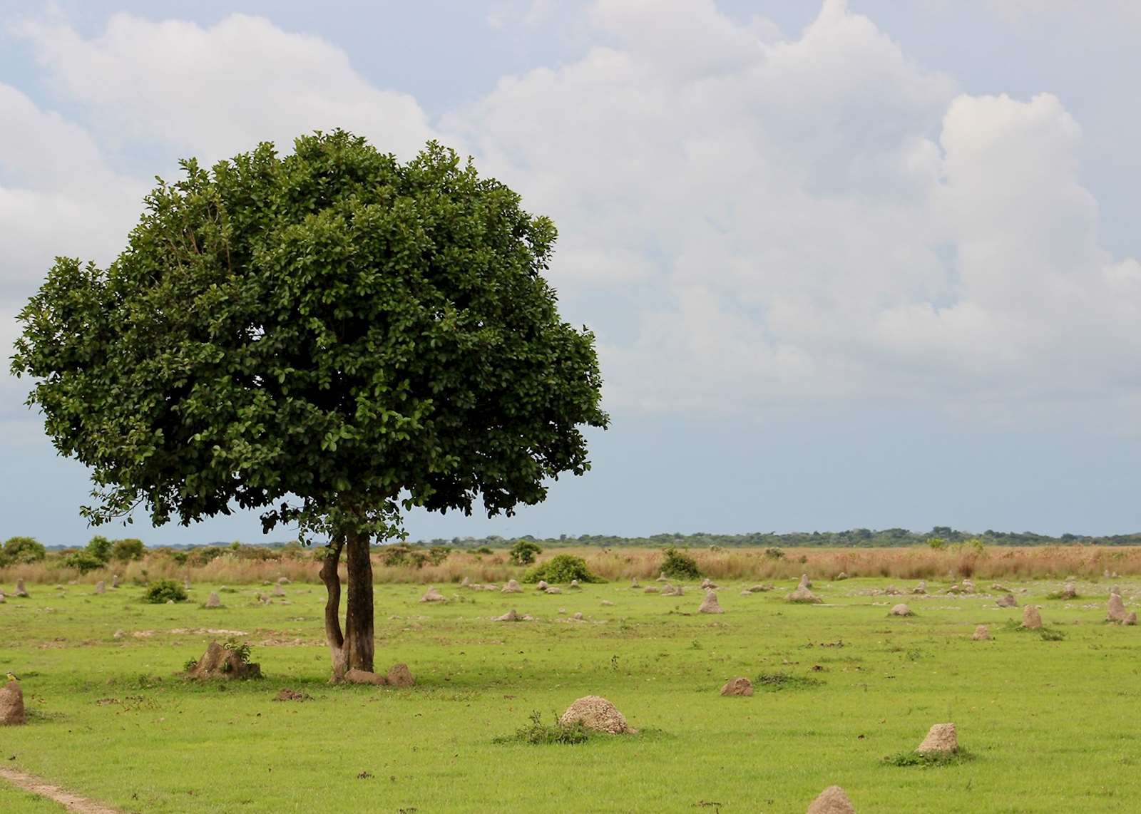 Wild Colombia: Los Llanos & the Pacific Coast | Audley Travel UK