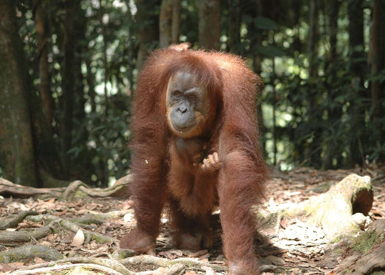 Diary From The Borneo Rainforest Lodge Audley Travel Uk 2176