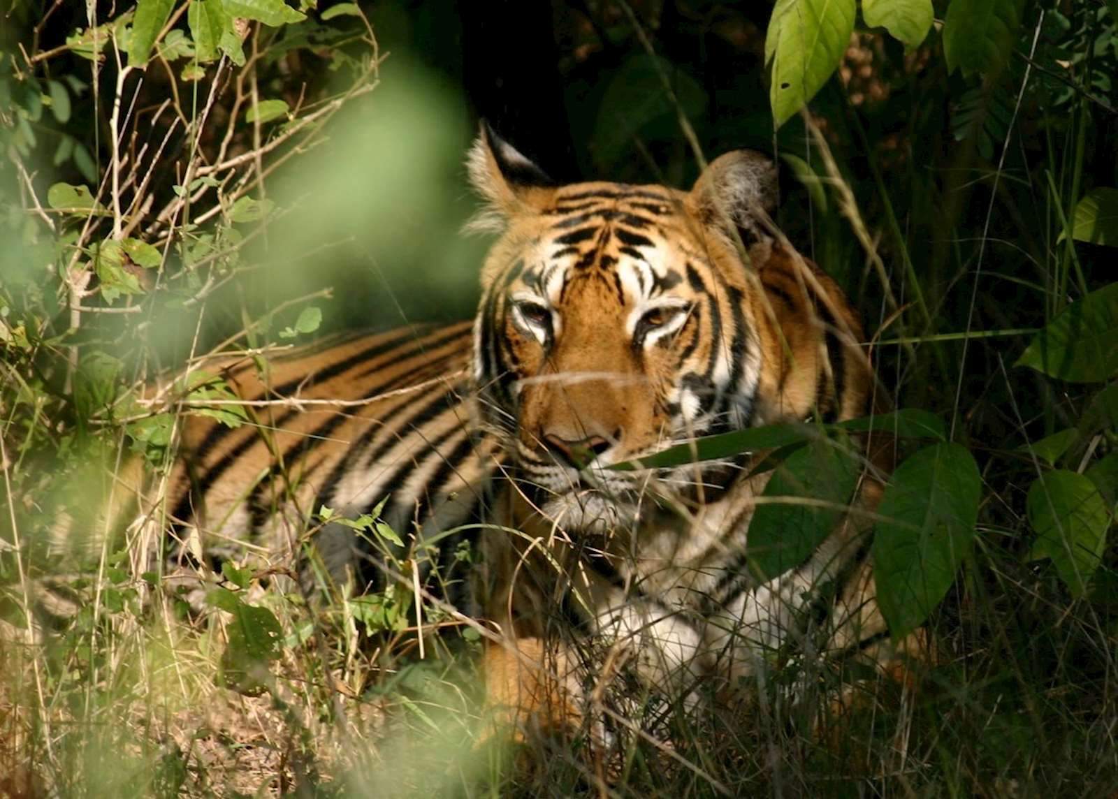 Tiger spotting in India | Audley Travel UK