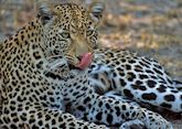 Leopard in Kruger Park