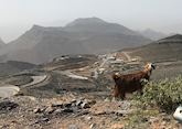 Wild Goat, Jebel Akhdar