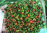 Chillies at a food market in Kandy