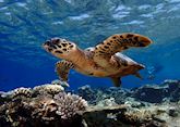 House reef turtle, Baros Maldives