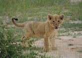 Lion cub, The Sabi Sand Wildtuin, South Africa