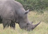 White rhino in The Sabi Sabi Wildtuin