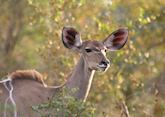 Kudu in The Sabi Sabi Wildtuin