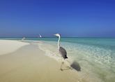 Heron on the Beach, Velassaru Island