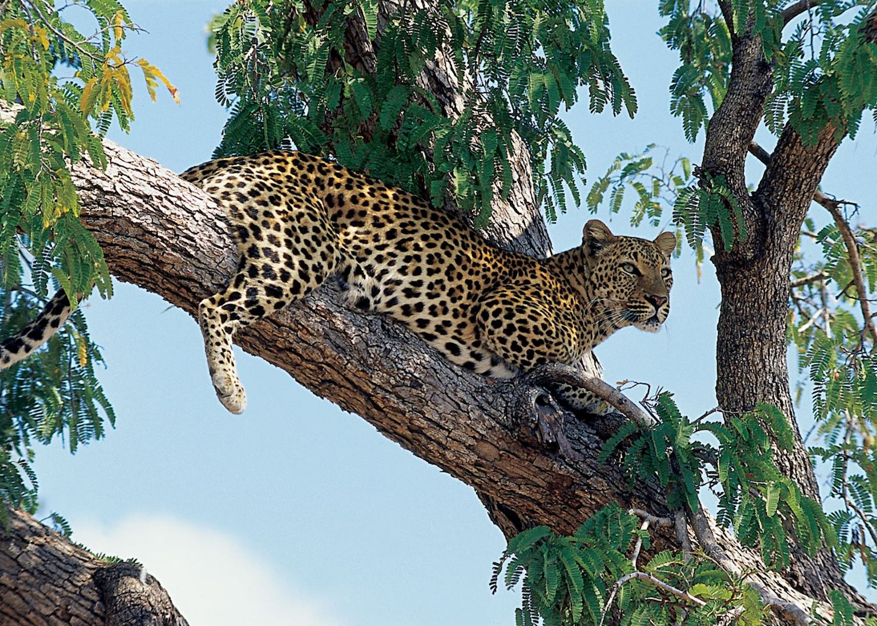 Leopard Leopard