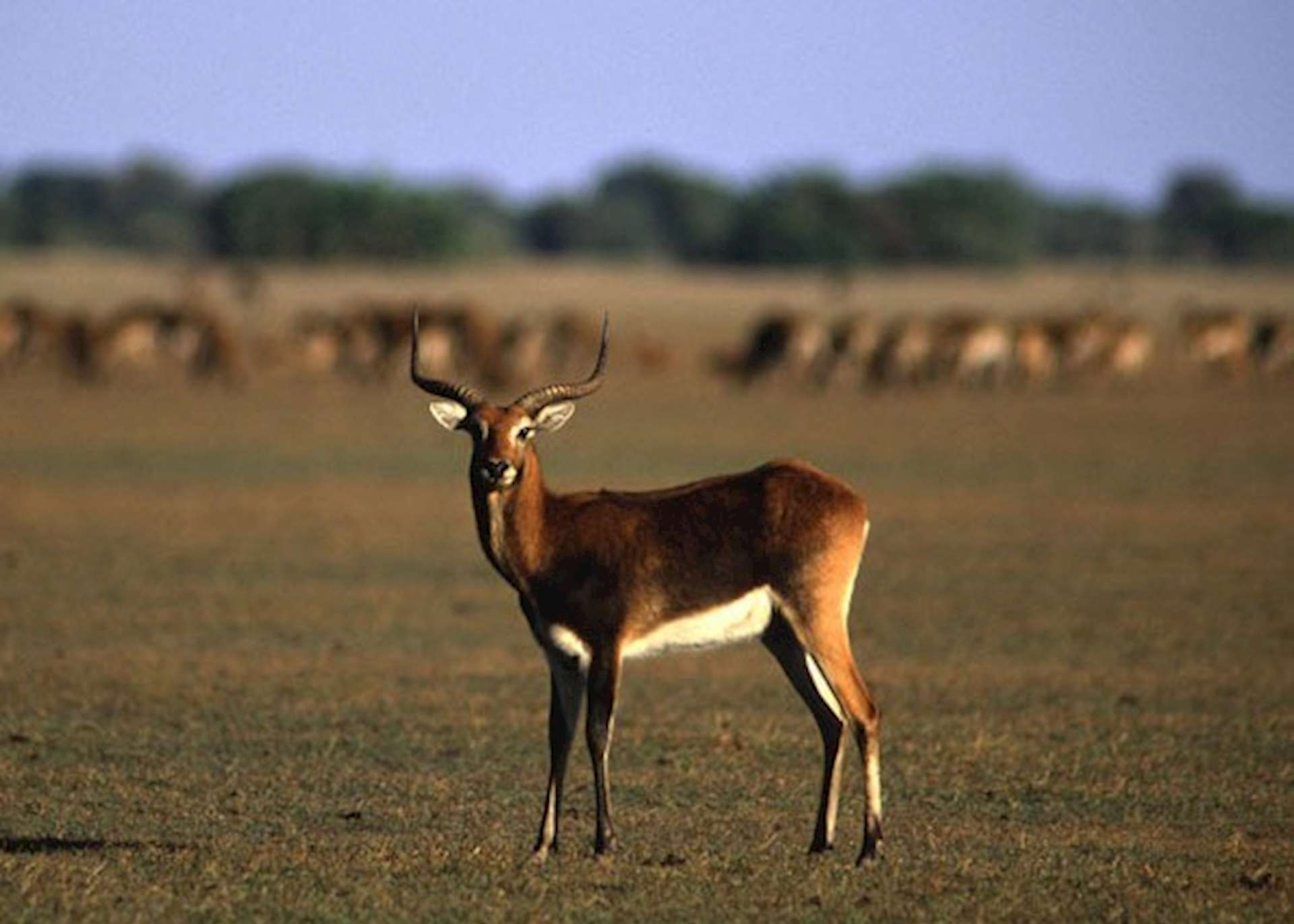 Visit Bangweulu Wetlands in Zambia | Audley Travel UK