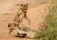 Game Viewing in Thornybush
