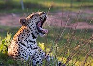 Game Viewing in Thornybush