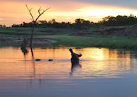 A male hippo showing his strength and size at sunset