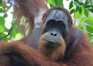 Male wild Orangutan near the Ecolodge, Bukit Lawang