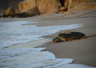 Ras Al Jinz Turtle Reserve