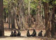 Langur monkeys, Pench National Park
