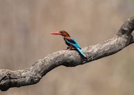 White Throated Kingfisher in Pench National Park