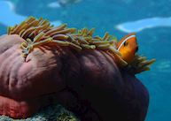 House reef, Milaidhoo Island Maldives, Maldive Island