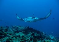 Manta ray, Milaidhoo Island Maldives, Maldive Island
