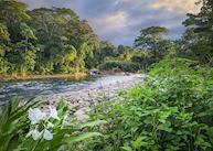 View, Selva Verde 