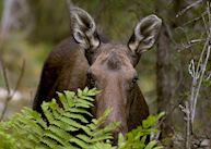 Auberge de Montagnes Chic-Chocs moose