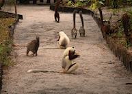 Lemurs at Le Palmarium, Pangalanes