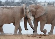 Elephants at Okaukuejo Rest Camp Waterhole