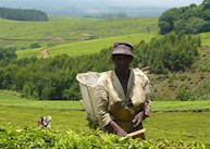 Satemwa tea picker