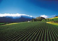 Mont Rochelle estate and vines, Franschhoek