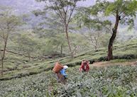 Tea pickers at Glenburn Tea Estate